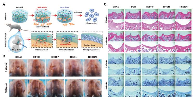 https://cdn.ncbi.nlm.nih.gov/pmc/blobs/9fd9/12294456/adb9a0e31c2f/gels-11-00544-g007.jpg