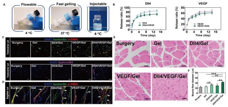 https://cdn.ncbi.nlm.nih.gov/pmc/blobs/9fd9/12294456/b79db906a016/gels-11-00544-g010.jpg
