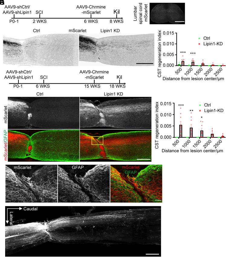 https://cdn.ncbi.nlm.nih.gov/pmc/blobs/9fdc/11441493/223e3cf58f4f/pnas.2404395121fig05.jpg
