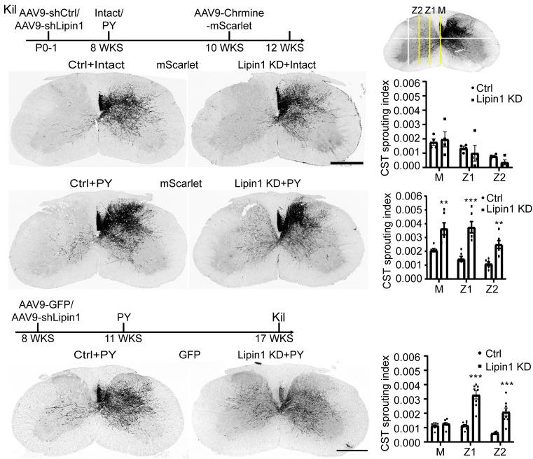 https://cdn.ncbi.nlm.nih.gov/pmc/blobs/9fdc/11441493/8a332b39622f/pnas.2404395121fig04.jpg