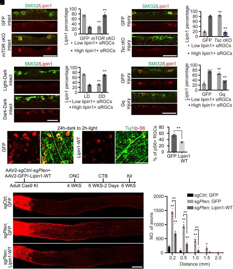 https://cdn.ncbi.nlm.nih.gov/pmc/blobs/9fdc/11441493/93af7a80403e/pnas.2404395121fig03.jpg