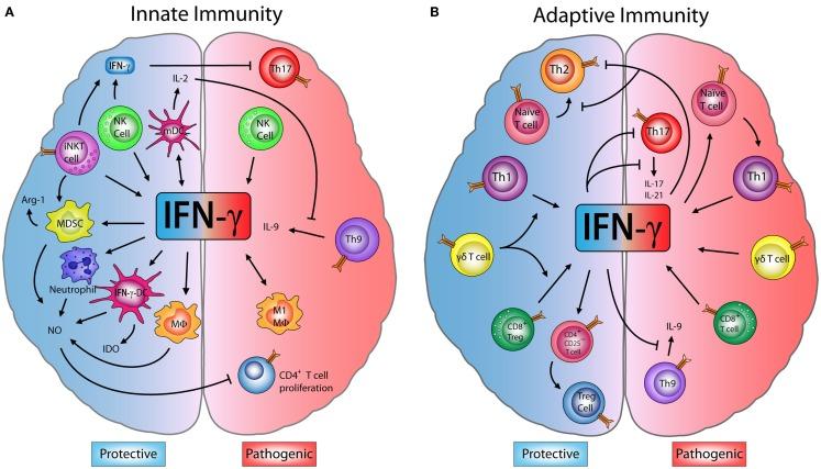 https://cdn.ncbi.nlm.nih.gov/pmc/blobs/9fdf/4586507/a04286fe6e84/fimmu-06-00492-g001.jpg