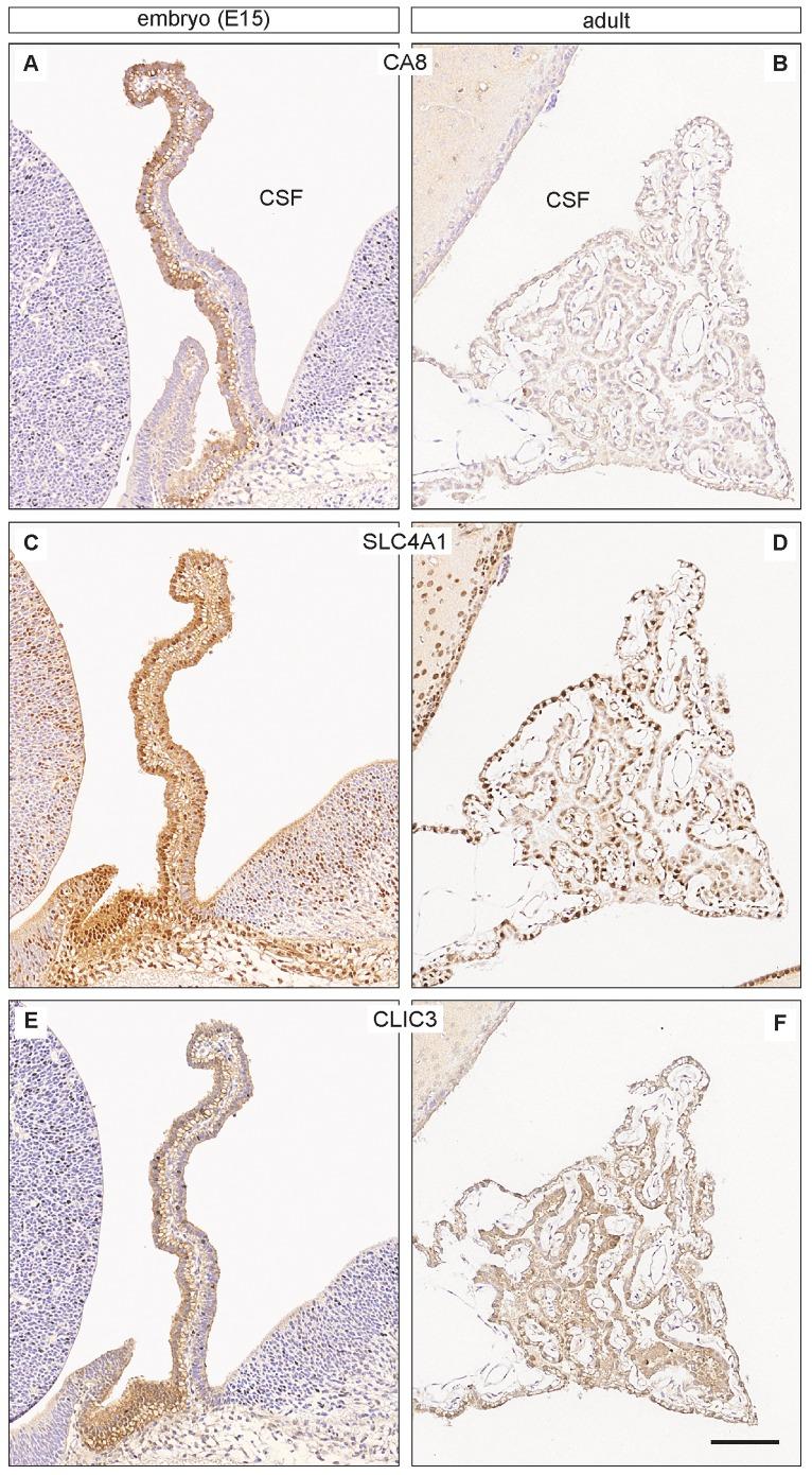 https://cdn.ncbi.nlm.nih.gov/pmc/blobs/9fe2/3699566/56cddcf3877a/pone.0065629.g003.jpg