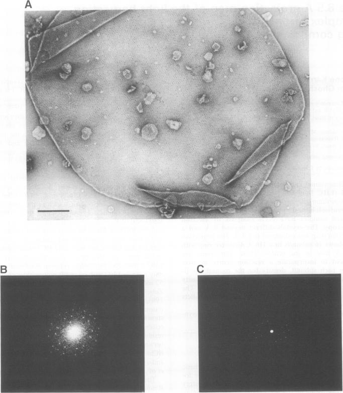 https://cdn.ncbi.nlm.nih.gov/pmc/blobs/9fe2/398126/591b55187868/emboj00028-0012-a.jpg