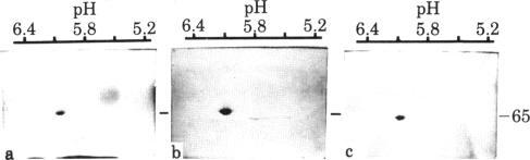 https://cdn.ncbi.nlm.nih.gov/pmc/blobs/9fe3/318992/ccaa9cba8f17/pnas00652-0098-a.jpg