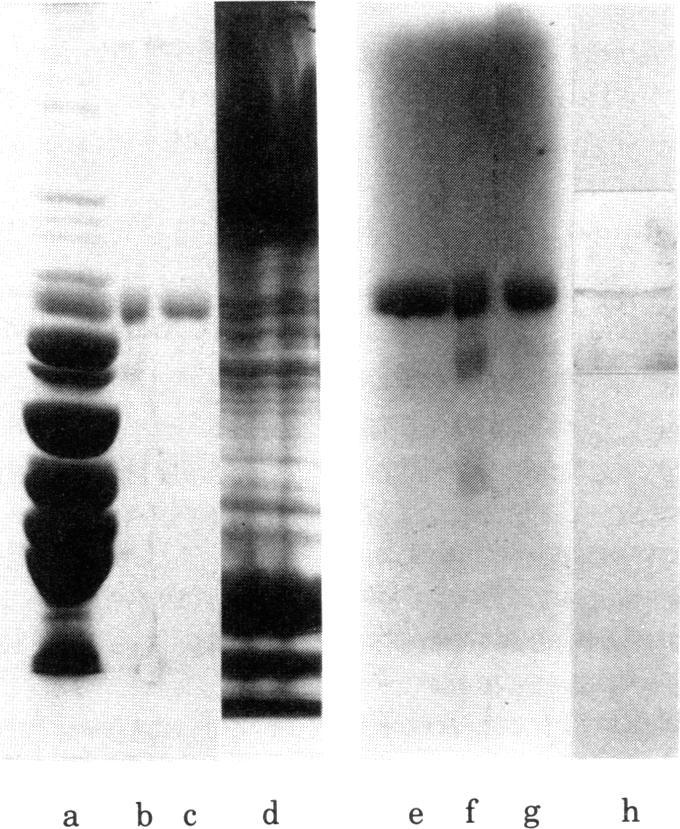 https://cdn.ncbi.nlm.nih.gov/pmc/blobs/9fe3/318992/de42afa18cfc/pnas00652-0098-b.jpg