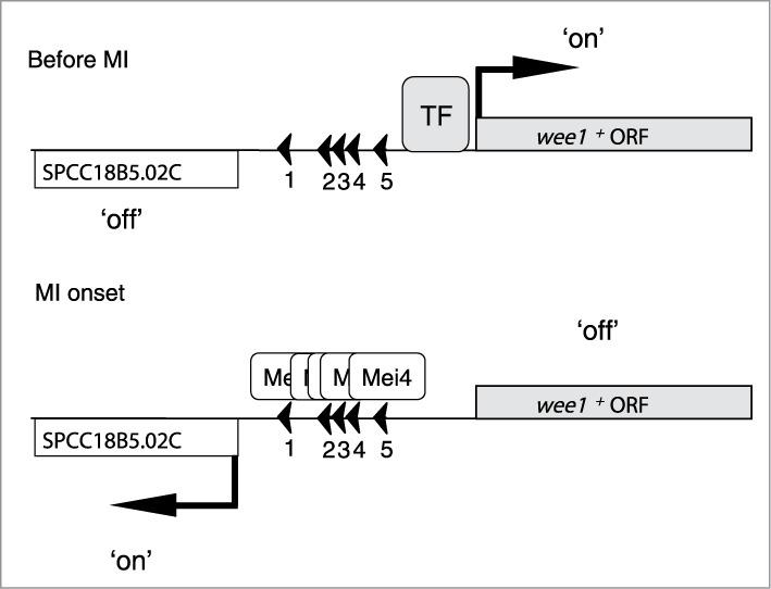 https://cdn.ncbi.nlm.nih.gov/pmc/blobs/9fe3/4612672/46b50f52e0e5/kccy-13-18-946807-g004.jpg