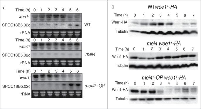 https://cdn.ncbi.nlm.nih.gov/pmc/blobs/9fe3/4612672/c93bba0b8a7e/kccy-13-18-946807-g001.jpg