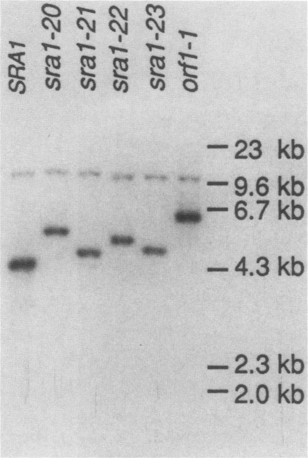 https://cdn.ncbi.nlm.nih.gov/pmc/blobs/9fe5/367881/a934e730f4e9/molcellb00080-0016-a.jpg