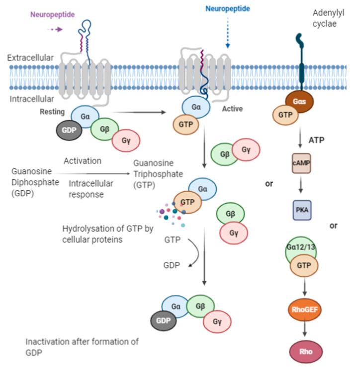 https://cdn.ncbi.nlm.nih.gov/pmc/blobs/9fe6/7700510/2937b25c03b1/ijms-21-08825-g005.jpg