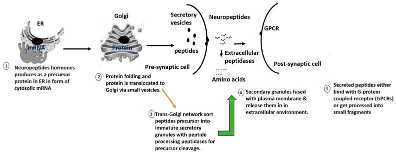 https://cdn.ncbi.nlm.nih.gov/pmc/blobs/9fe6/7700510/df5464c8740e/ijms-21-08825-g004.jpg