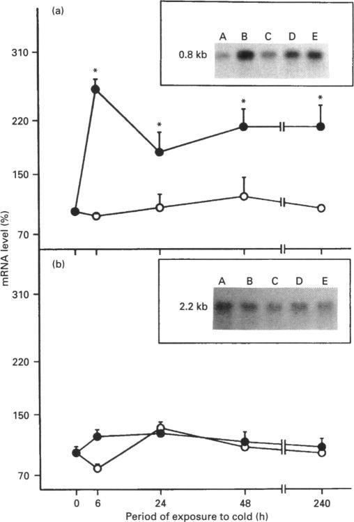https://cdn.ncbi.nlm.nih.gov/pmc/blobs/9feb/1137678/62cf57f8ba67/biochemj00099-0225-a.jpg
