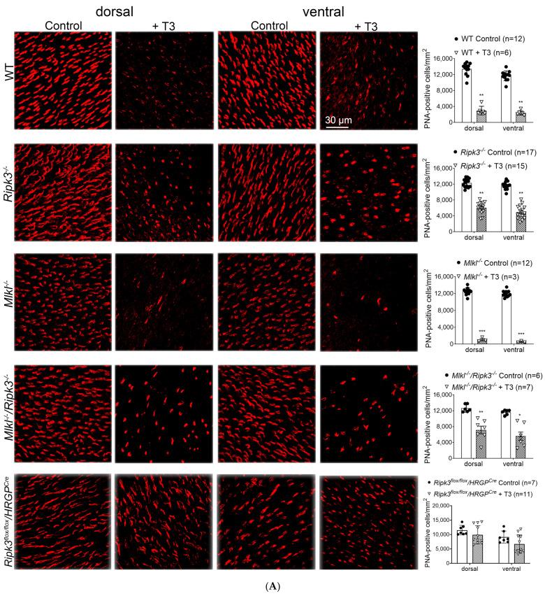 https://cdn.ncbi.nlm.nih.gov/pmc/blobs/9feb/12428710/06a719317f6f/ijms-26-08154-g002a.jpg
