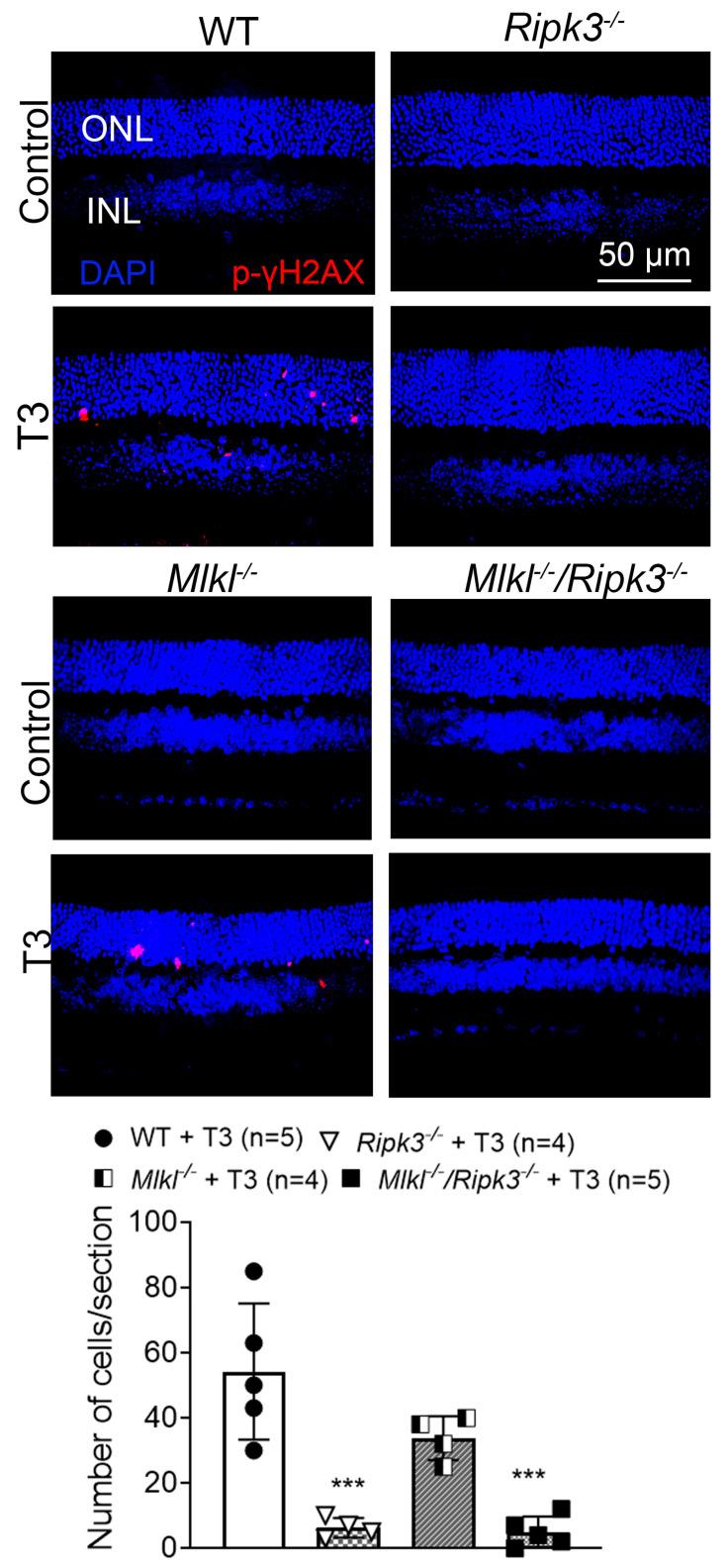 https://cdn.ncbi.nlm.nih.gov/pmc/blobs/9feb/12428710/95761372a7c3/ijms-26-08154-g005.jpg