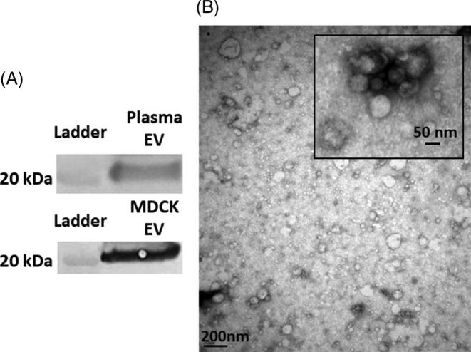 https://cdn.ncbi.nlm.nih.gov/pmc/blobs/9fec/7255649/669c05203b70/JVIM-34-1260-g002.jpg
