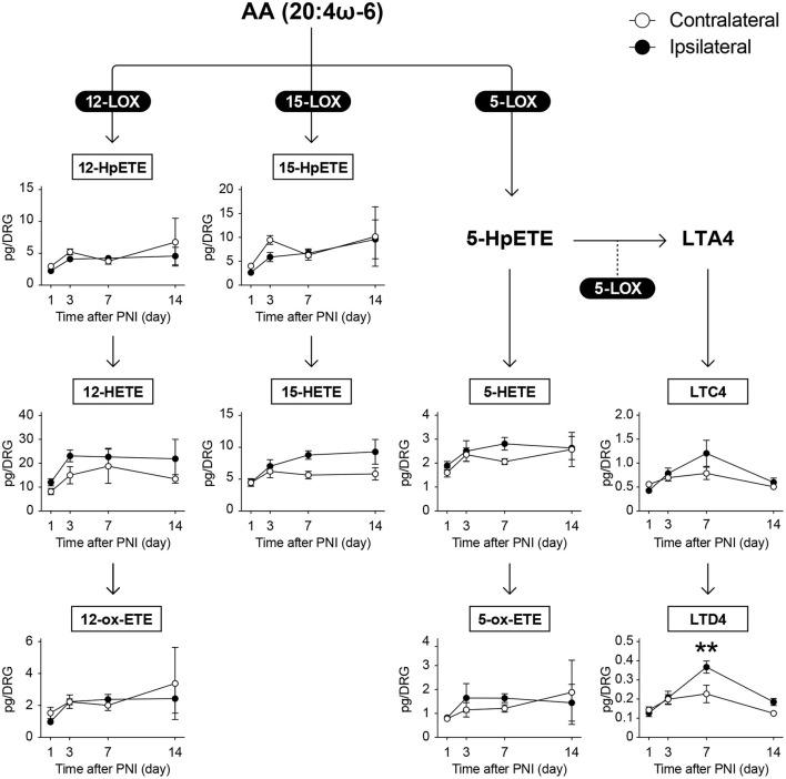 https://cdn.ncbi.nlm.nih.gov/pmc/blobs/9fef/9372306/00cbfa0dd1d3/fpain-03-948689-g0004.jpg