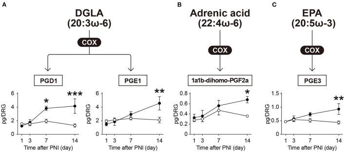 https://cdn.ncbi.nlm.nih.gov/pmc/blobs/9fef/9372306/04f2123a8cf1/fpain-03-948689-g0003.jpg