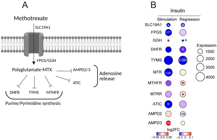 https://cdn.ncbi.nlm.nih.gov/pmc/blobs/9ff0/12249082/d22b231c5bac/cells-14-00964-g003.jpg