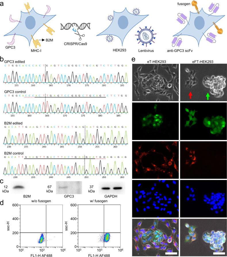 https://cdn.ncbi.nlm.nih.gov/pmc/blobs/9ff3/10250350/c6ec5a5a61f2/41467_2023_39181_Fig2_HTML.jpg