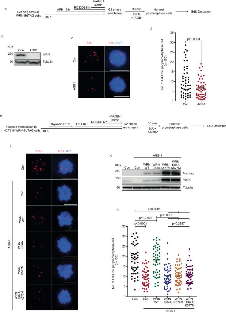https://cdn.ncbi.nlm.nih.gov/pmc/blobs/9ff3/12379236/08543e147c97/41467_2025_63292_Fig6_HTML.jpg