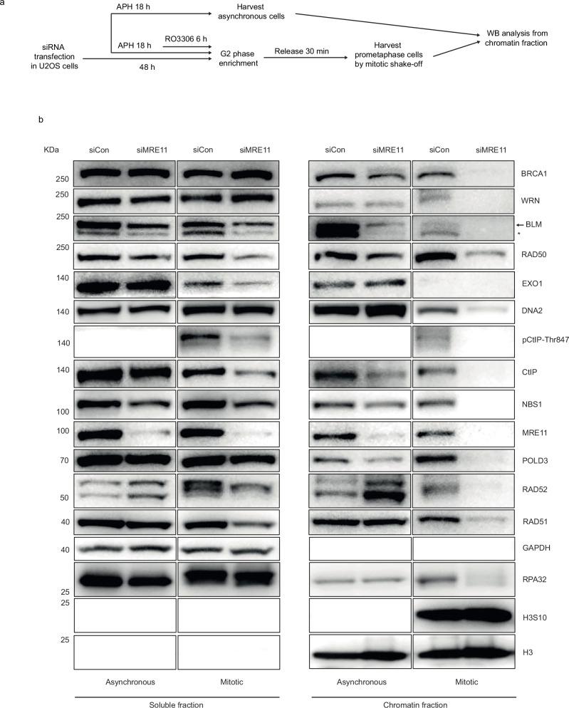 https://cdn.ncbi.nlm.nih.gov/pmc/blobs/9ff3/12379236/609376b4cc9e/41467_2025_63292_Fig2_HTML.jpg