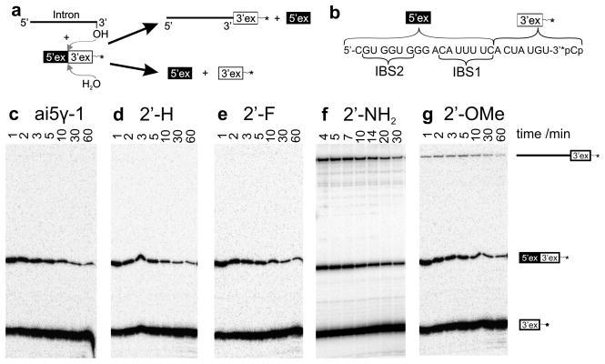 https://cdn.ncbi.nlm.nih.gov/pmc/blobs/9ff4/2825881/6a9125560a59/nihms166018f3.jpg