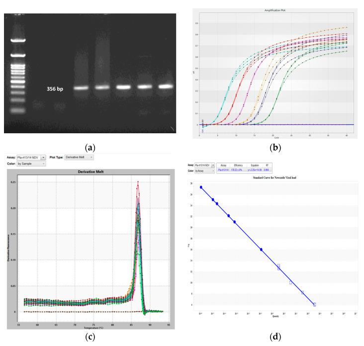 https://cdn.ncbi.nlm.nih.gov/pmc/blobs/9ff5/10376314/66bcc0ca8c34/biology-12-00919-g001.jpg