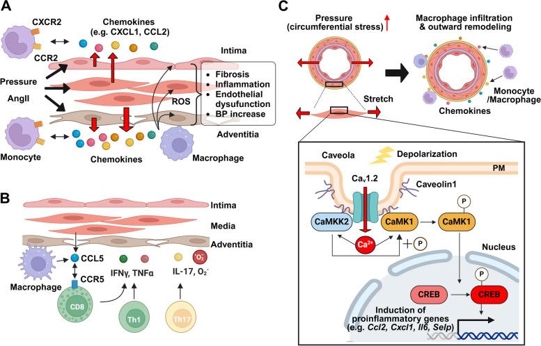 https://cdn.ncbi.nlm.nih.gov/pmc/blobs/9ff8/11673324/e586e8cfa20a/41232_2024_363_Fig4_HTML.jpg