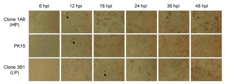 https://cdn.ncbi.nlm.nih.gov/pmc/blobs/9ff9/7105985/42bf1bf92995/jvetres-64-009-g004.jpg