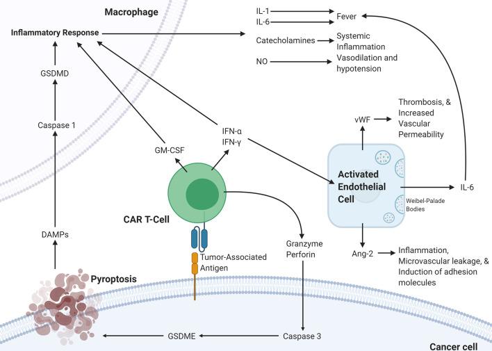 https://cdn.ncbi.nlm.nih.gov/pmc/blobs/9ff9/7902760/5676993f4d20/fimmu-11-618387-g002.jpg
