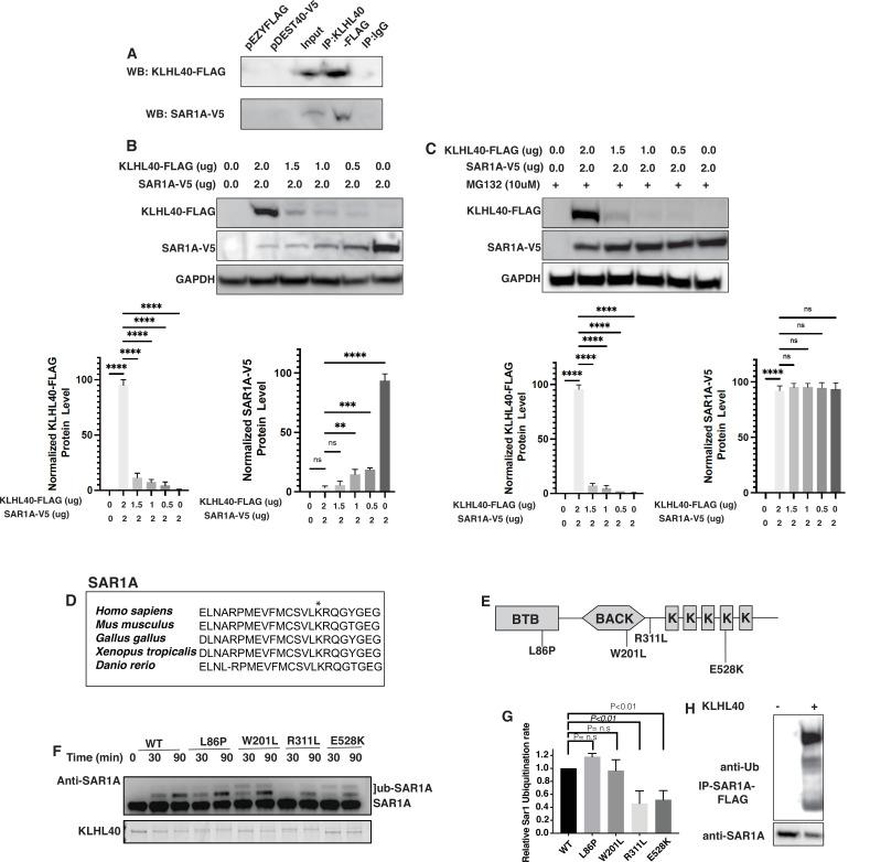 https://cdn.ncbi.nlm.nih.gov/pmc/blobs/9ffd/10356137/32b88bf8a077/elife-81966-fig7.jpg