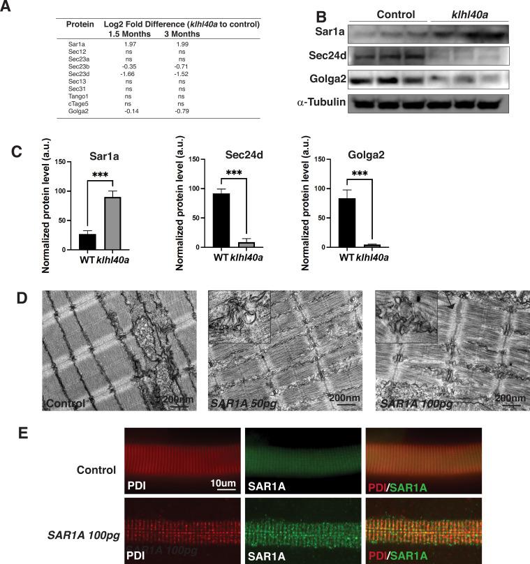 https://cdn.ncbi.nlm.nih.gov/pmc/blobs/9ffd/10356137/7c082a5ef949/elife-81966-fig5.jpg