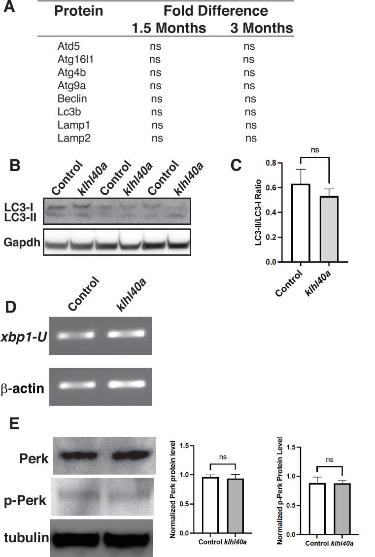 https://cdn.ncbi.nlm.nih.gov/pmc/blobs/9ffd/10356137/b16a03e12ce2/elife-81966-fig6-figsupp1.jpg