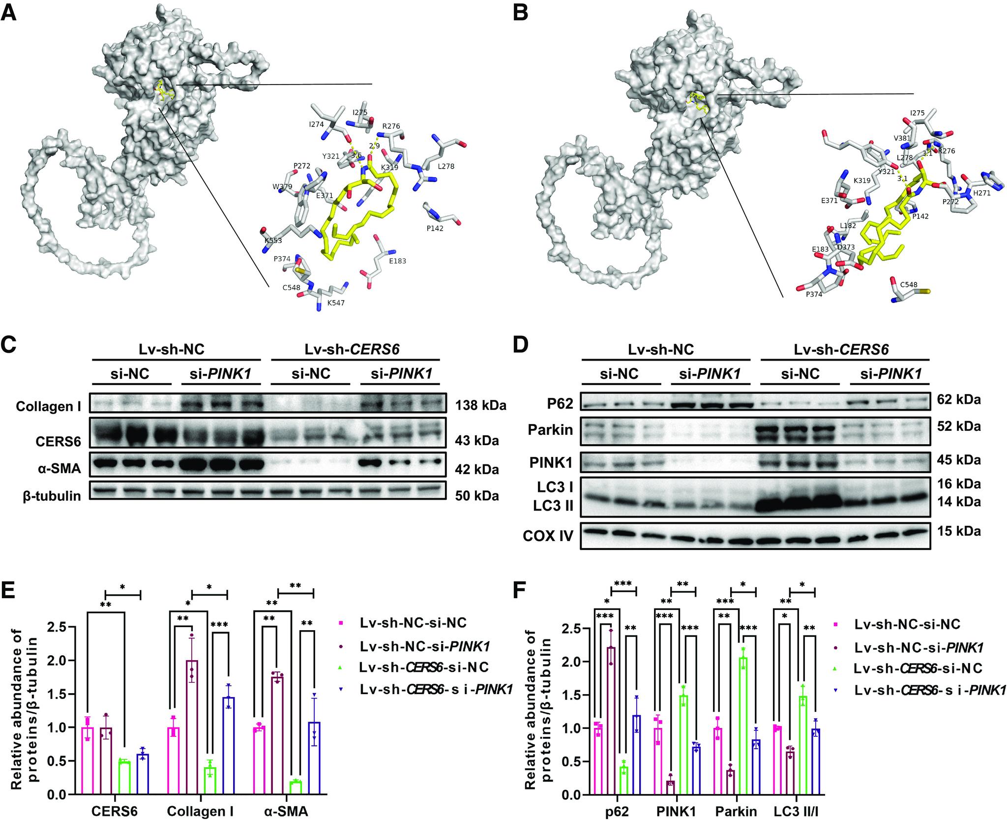 https://cdn.ncbi.nlm.nih.gov/pmc/blobs/a001/10511179/b8bf006e6c08/ajpcell.00144.2023_f005.jpg