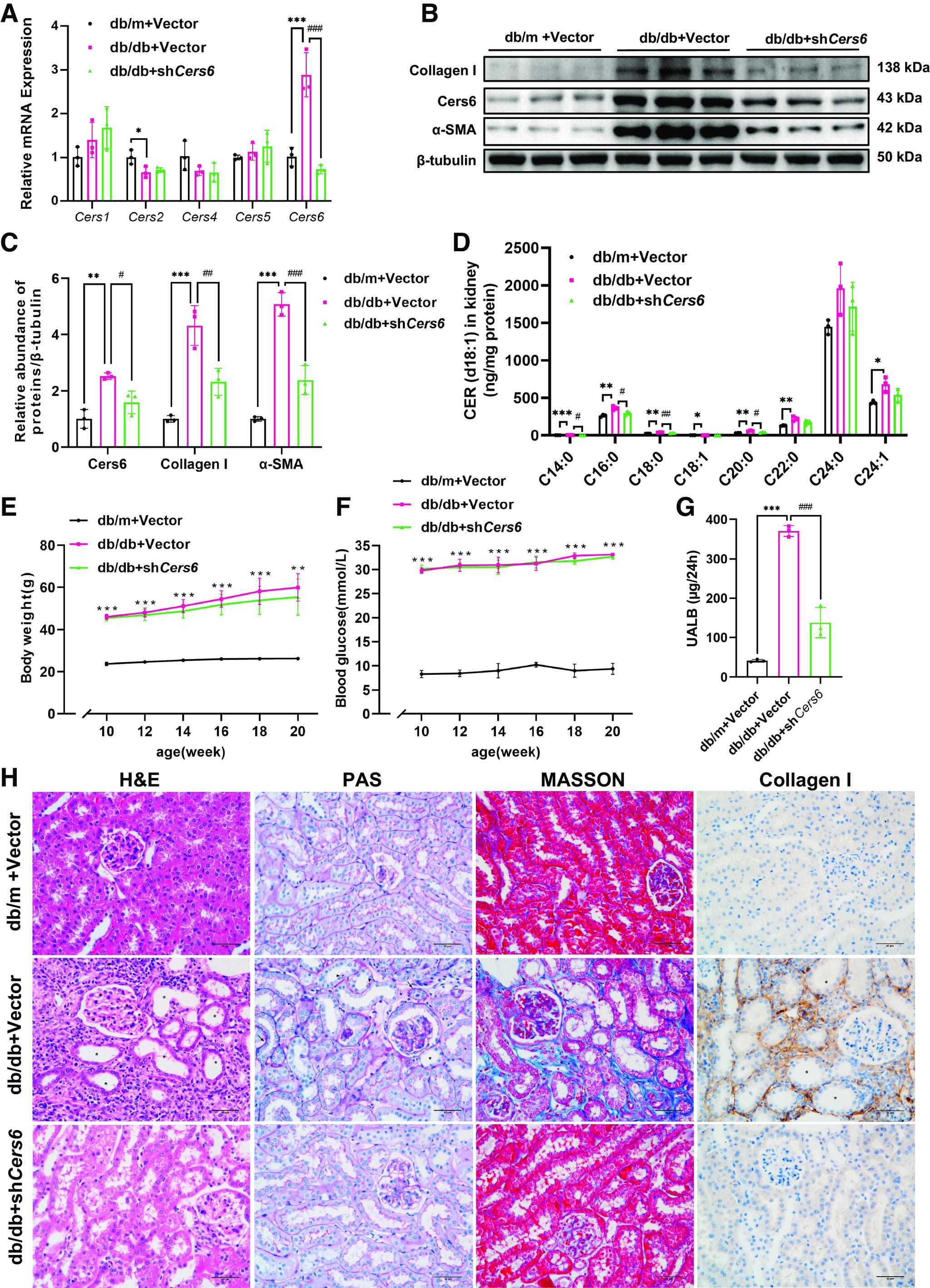 https://cdn.ncbi.nlm.nih.gov/pmc/blobs/a001/10511179/ec68cfe19266/ajpcell.00144.2023_f002.jpg