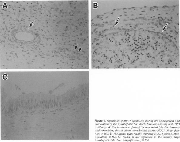 https://cdn.ncbi.nlm.nih.gov/pmc/blobs/a001/1870990/2d72651a18a3/amjpathol00045-0041-a.jpg