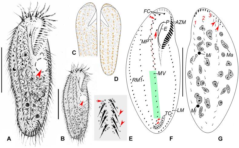 https://cdn.ncbi.nlm.nih.gov/pmc/blobs/a004/8361796/70df3926b01f/fmicb-12-707954-g002.jpg