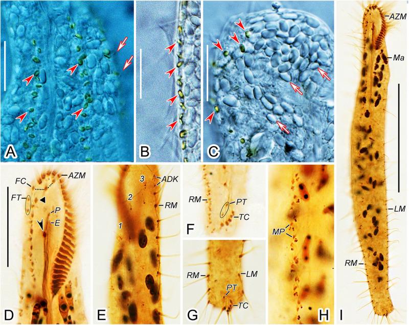 https://cdn.ncbi.nlm.nih.gov/pmc/blobs/a004/8361796/adfe3958a7ea/fmicb-12-707954-g005.jpg