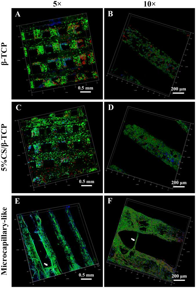 https://cdn.ncbi.nlm.nih.gov/pmc/blobs/a008/5514115/4ef200d3266d/41598_2017_5196_Fig5_HTML.jpg