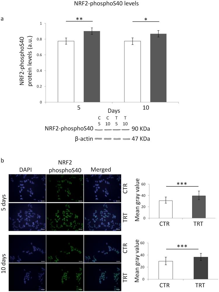 https://cdn.ncbi.nlm.nih.gov/pmc/blobs/a00a/5597619/6490b37277d2/41598_2017_11869_Fig4_HTML.jpg