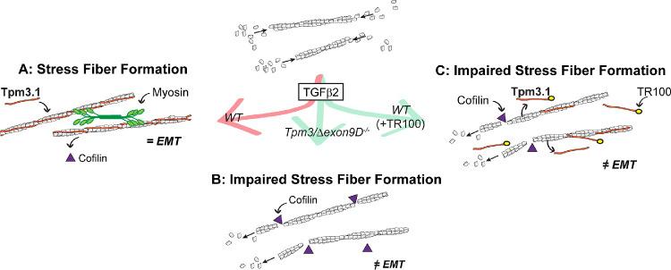 https://cdn.ncbi.nlm.nih.gov/pmc/blobs/a00e/7415280/fdff2d3f18de/iovs-61-6-2-f009.jpg