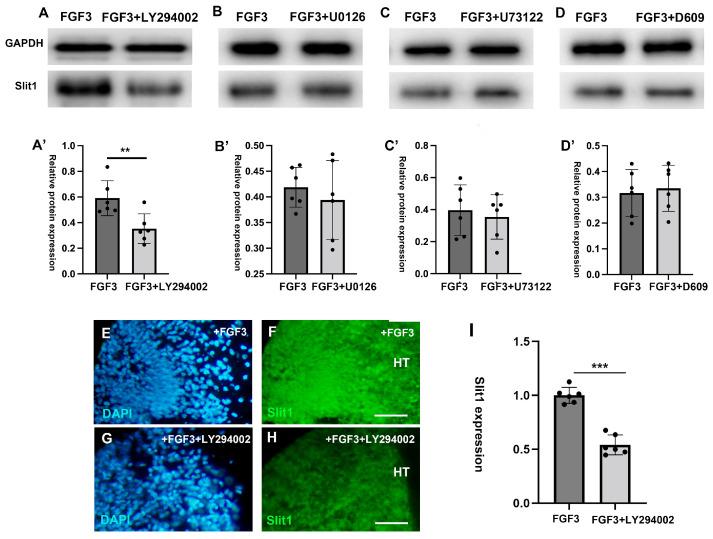 https://cdn.ncbi.nlm.nih.gov/pmc/blobs/a00f/12347462/daacd04994d3/ijms-26-07361-g006.jpg