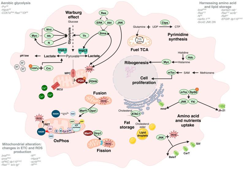 https://cdn.ncbi.nlm.nih.gov/pmc/blobs/a019/11640731/3cbe5b1fb847/cells-13-01977-g001.jpg