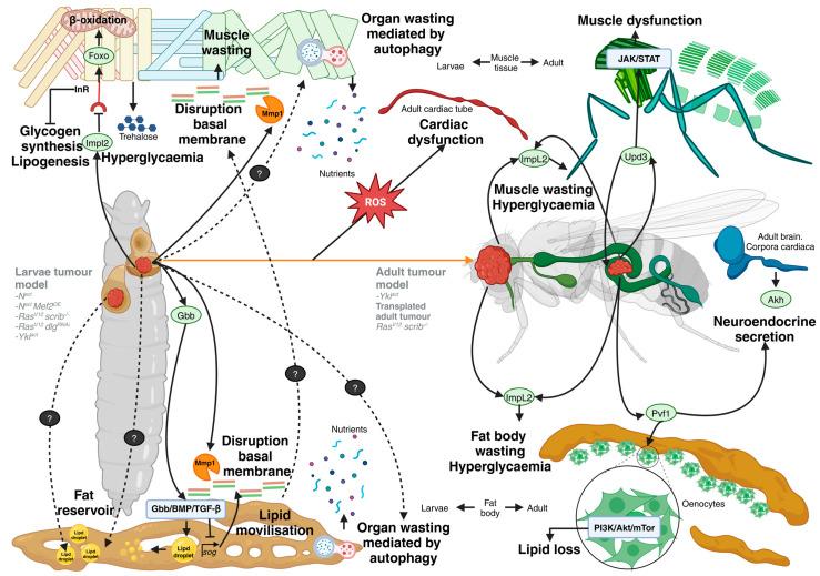 https://cdn.ncbi.nlm.nih.gov/pmc/blobs/a019/11640731/63194282e699/cells-13-01977-g003.jpg