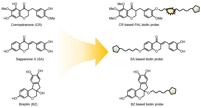 https://cdn.ncbi.nlm.nih.gov/pmc/blobs/a01c/11274659/39a5228890e8/biomolecules-14-00785-g004.jpg