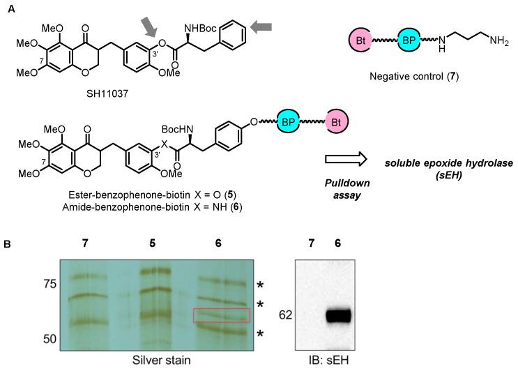 https://cdn.ncbi.nlm.nih.gov/pmc/blobs/a01c/11274659/b7ed27086b73/biomolecules-14-00785-g009.jpg