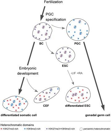 https://cdn.ncbi.nlm.nih.gov/pmc/blobs/a01c/4748481/5f6fb9c3f843/13072_2016_56_Fig8_HTML.jpg