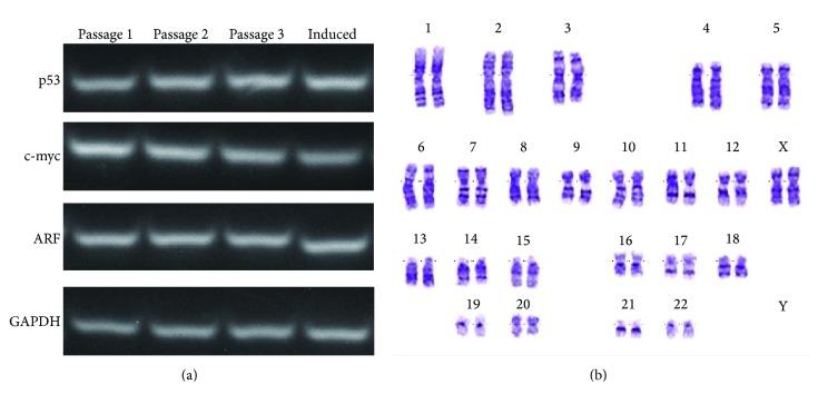 https://cdn.ncbi.nlm.nih.gov/pmc/blobs/a01c/4826948/f96fe497646e/SCI2016-8741641.005.jpg