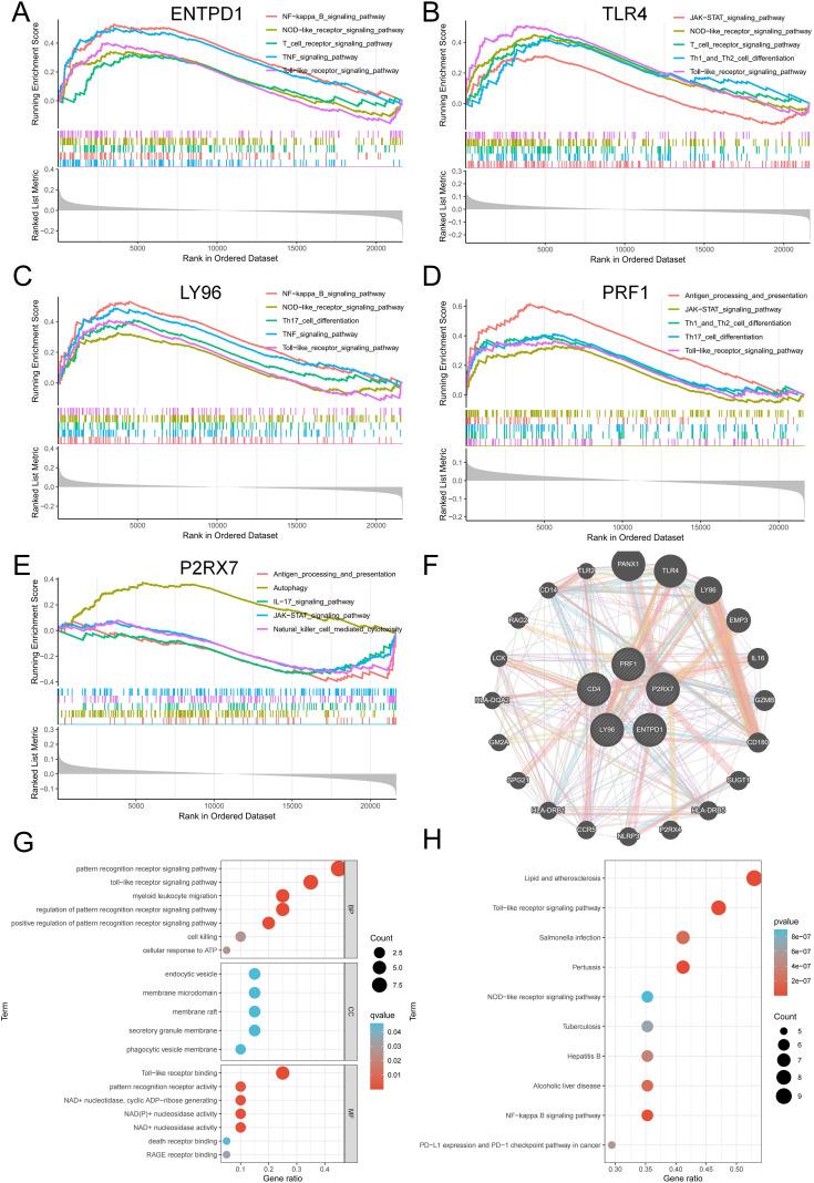 https://cdn.ncbi.nlm.nih.gov/pmc/blobs/a01e/11568468/03e481be4b0f/fimmu-15-1438998-g006.jpg