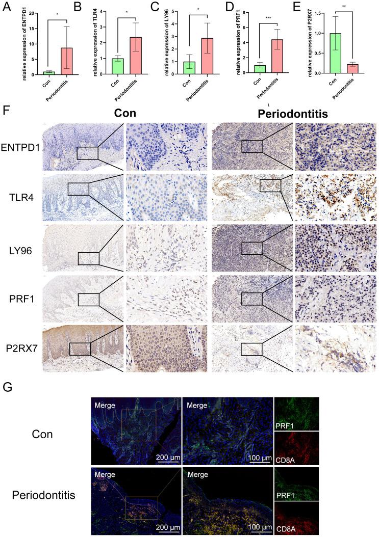 https://cdn.ncbi.nlm.nih.gov/pmc/blobs/a01e/11568468/8b89bfab45c5/fimmu-15-1438998-g008.jpg